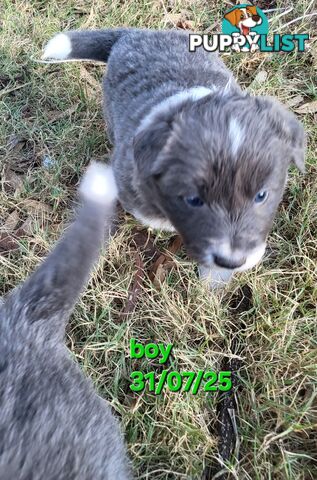 Pure breed border collies