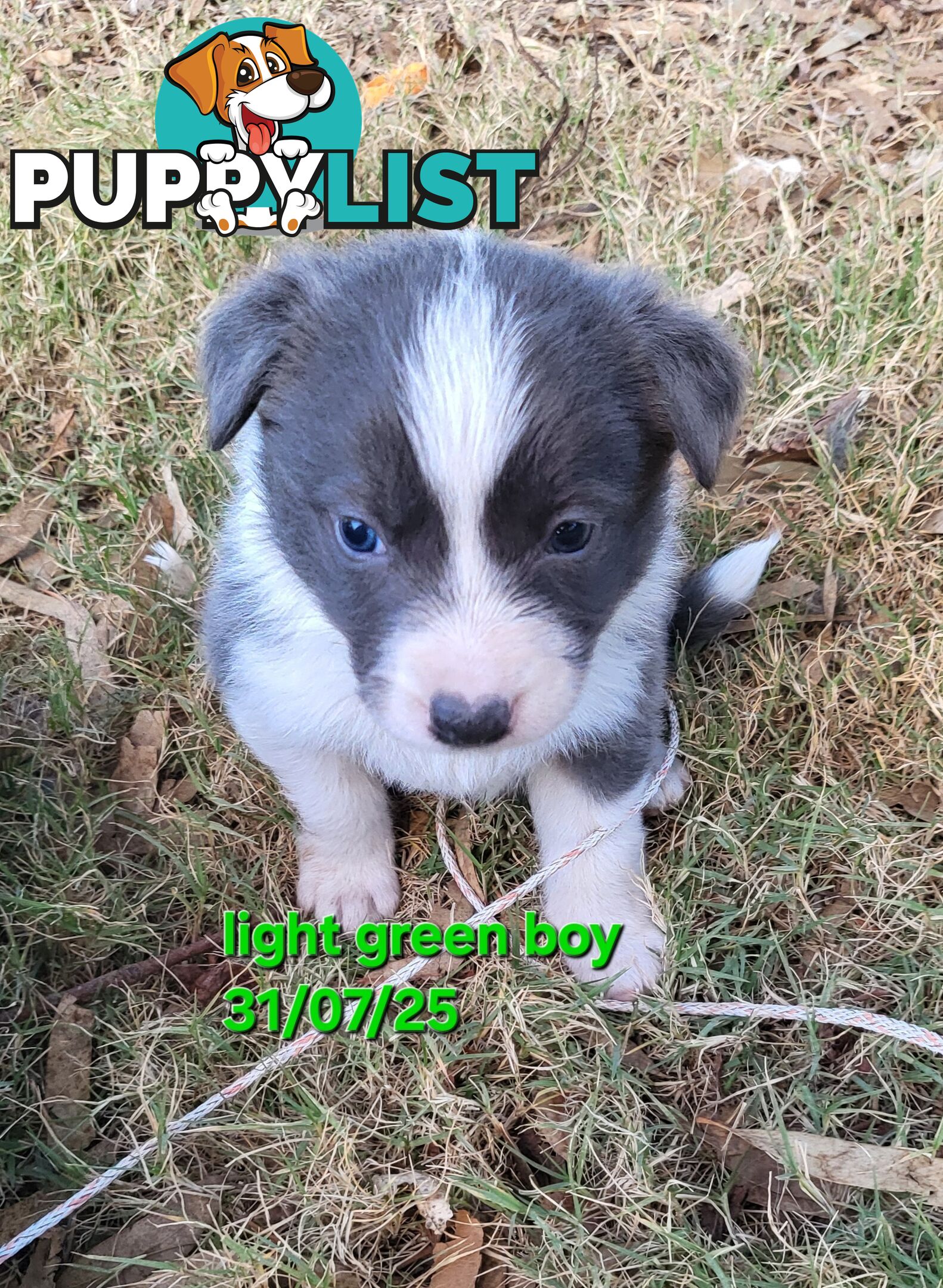 Pure breed border collies