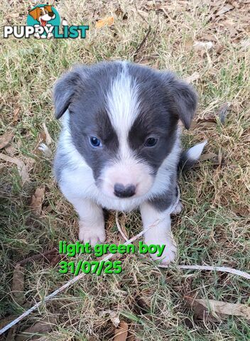 Pure breed border collies