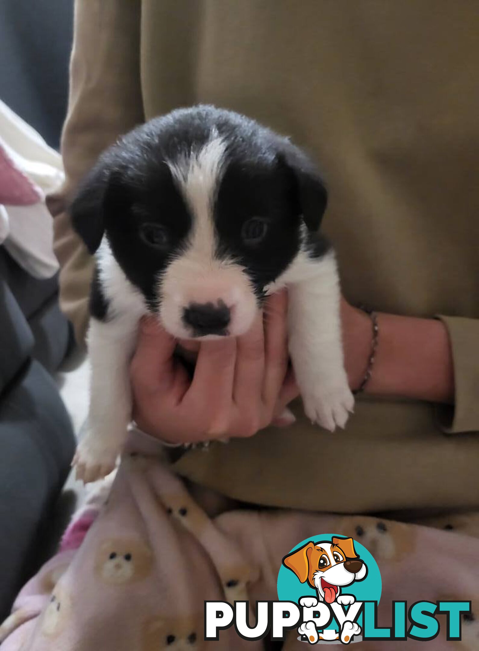 Pure breed border collies