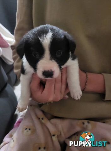 Pure breed border collies