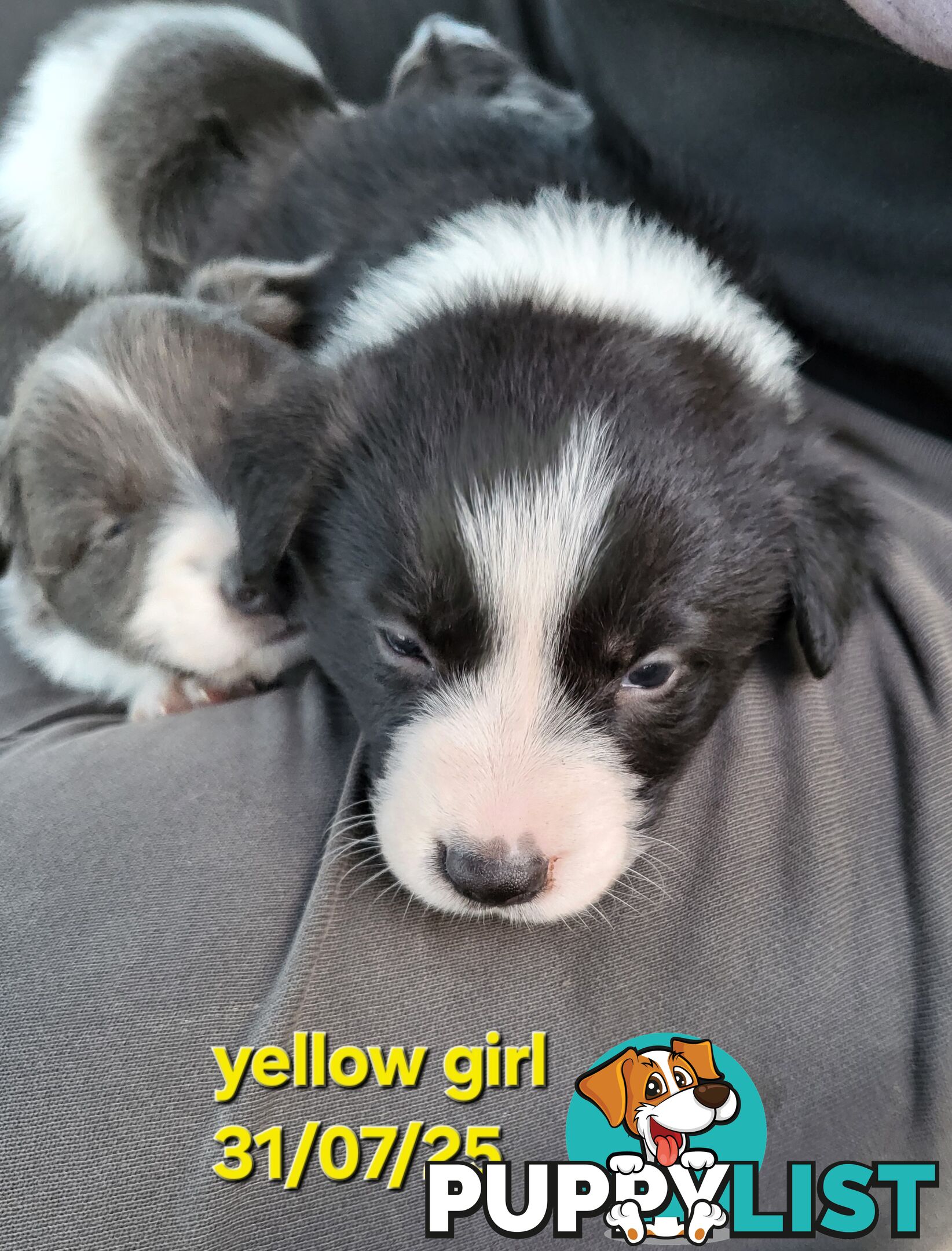 Pure breed border collies