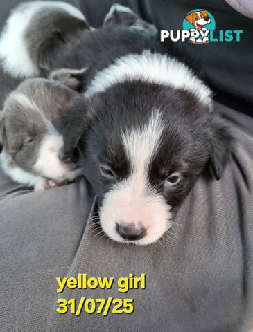 Pure breed border collies