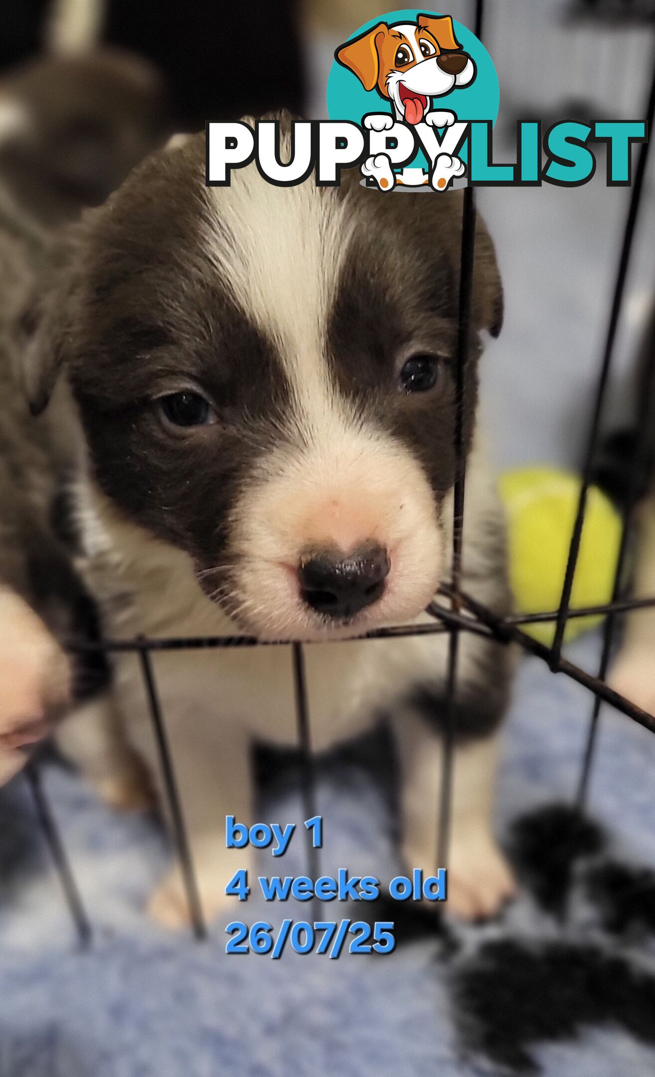 Pure breed border collies