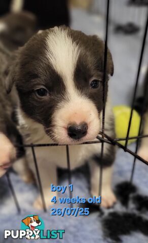 Pure breed border collies
