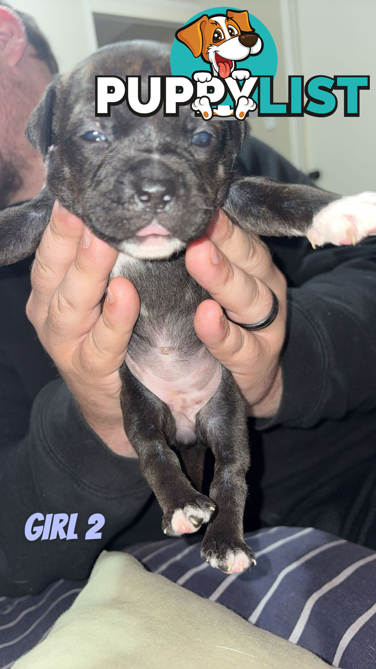 6 purebred English staffy pups