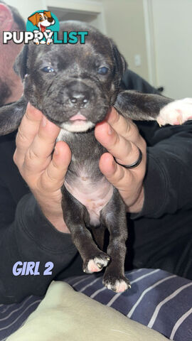 6 purebred English staffy pups