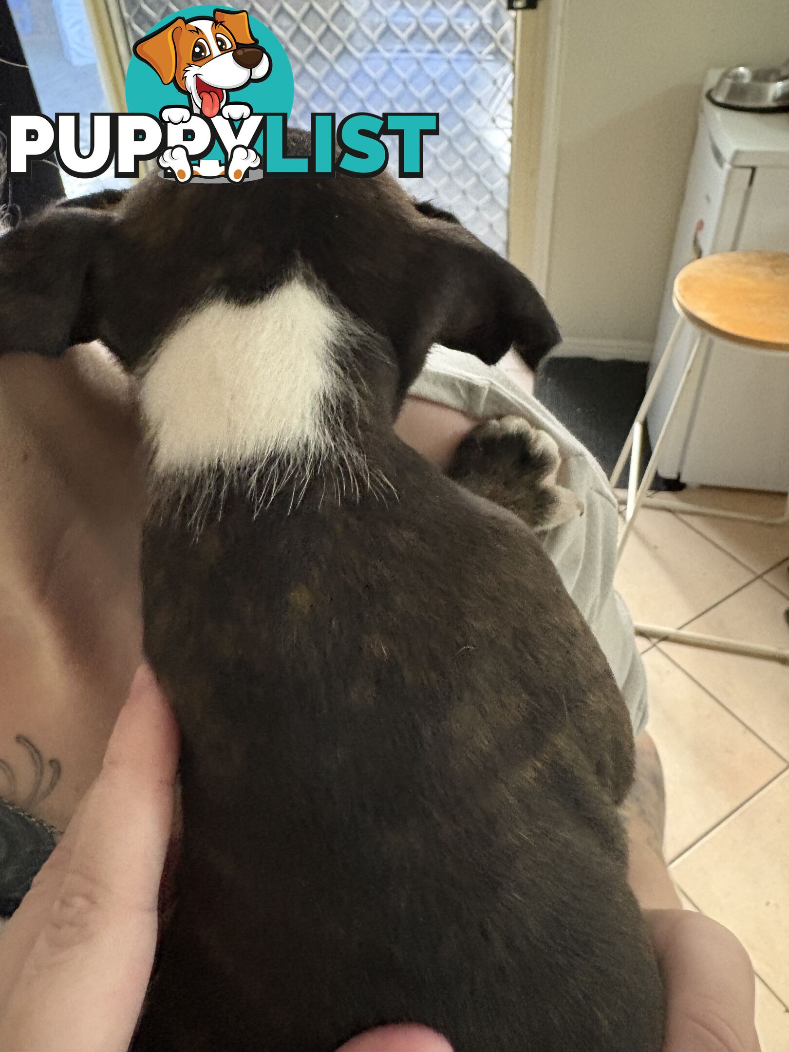 6 purebred English staffy pups