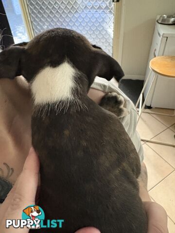 6 purebred English staffy pups