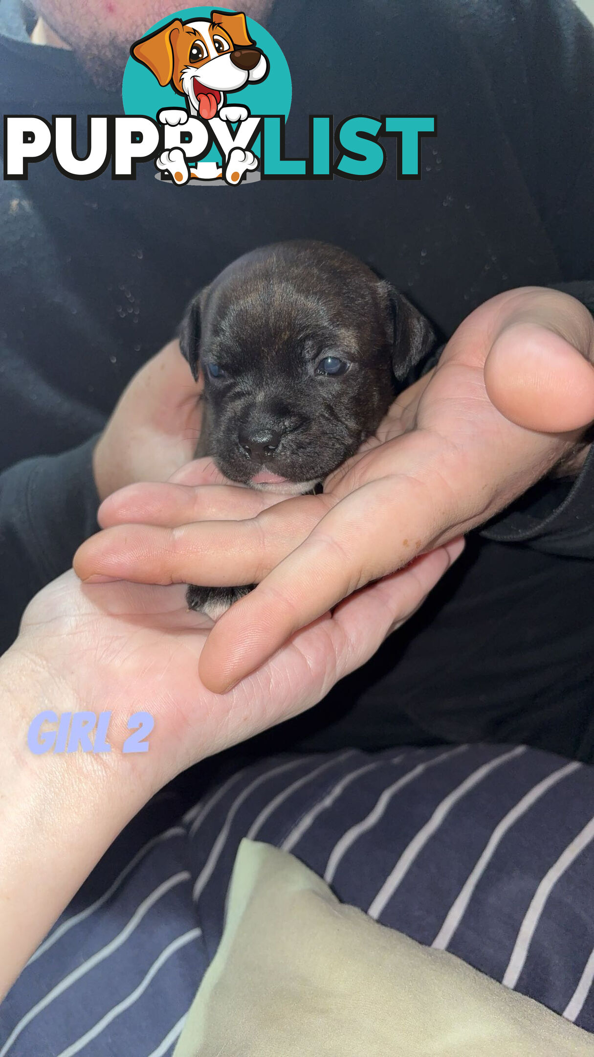 6 purebred English staffy pups