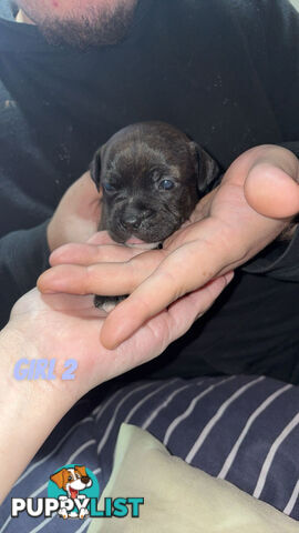 6 purebred English staffy pups