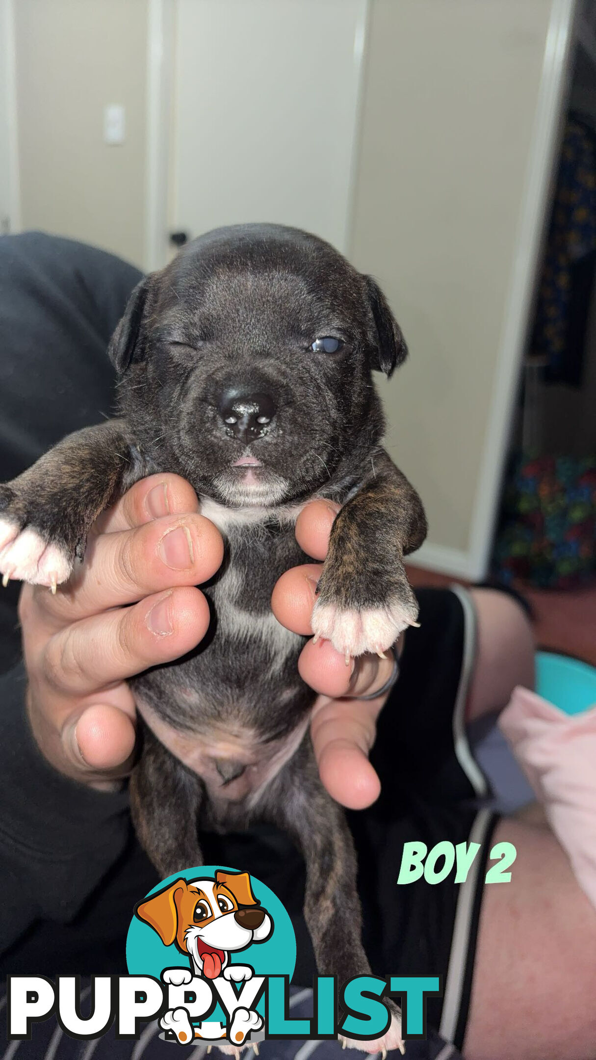 6 purebred English staffy pups