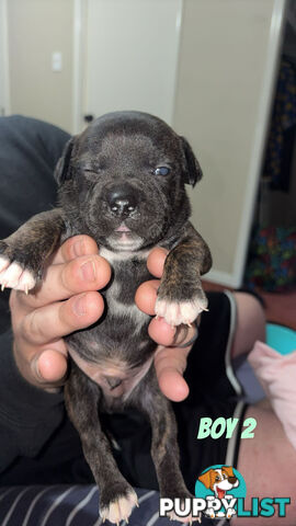 6 purebred English staffy pups