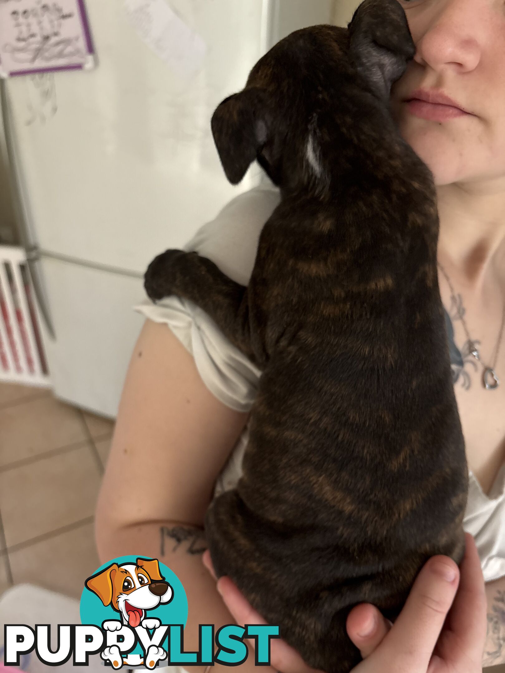 6 purebred English staffy pups