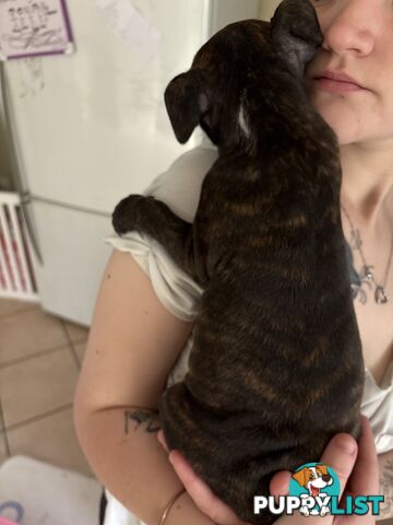 6 purebred English staffy pups