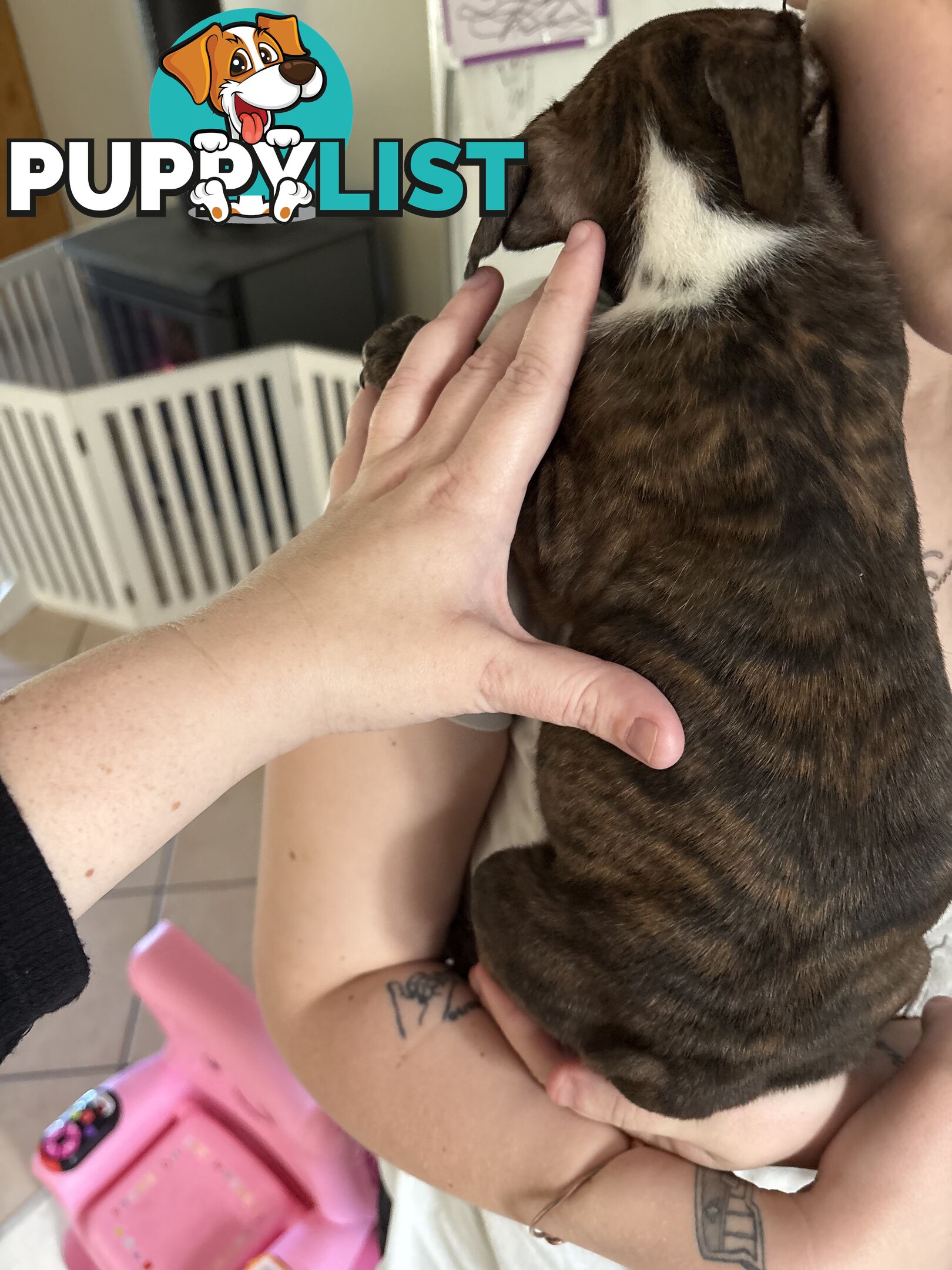 6 purebred English staffy pups