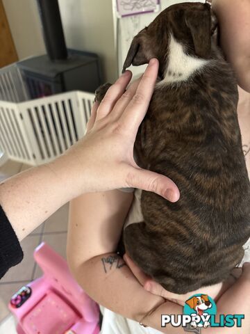 6 purebred English staffy pups