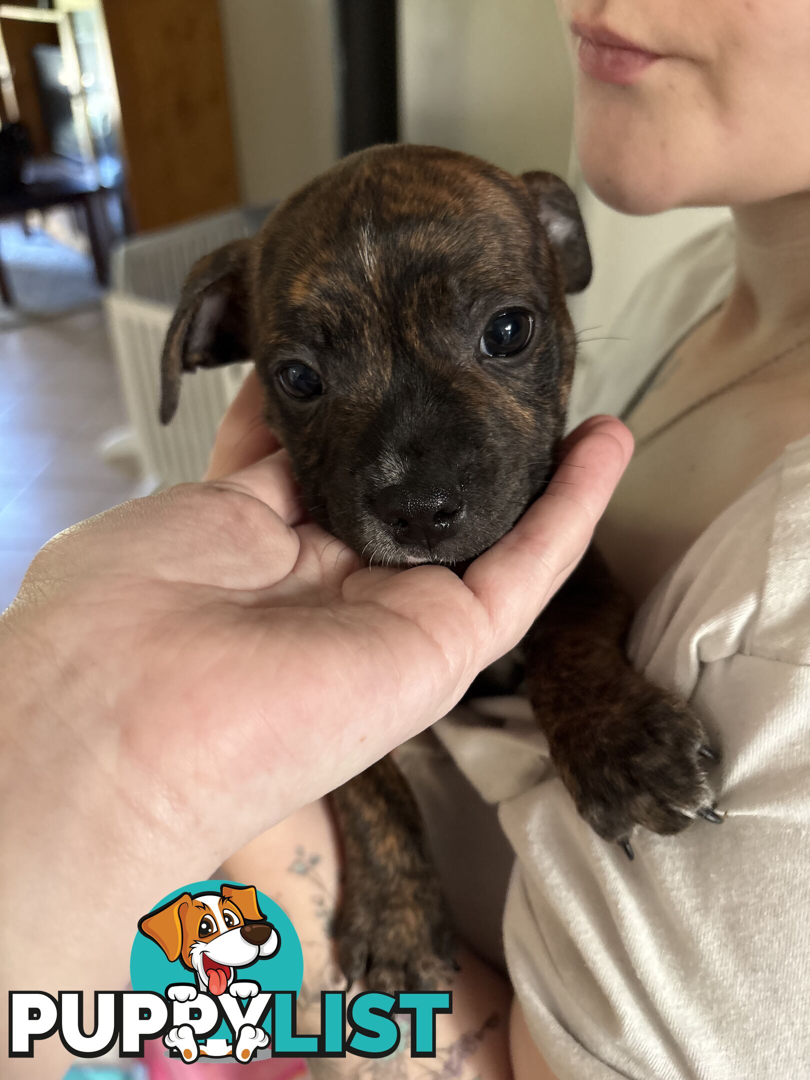 6 purebred English staffy pups