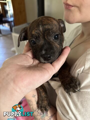 6 purebred English staffy pups