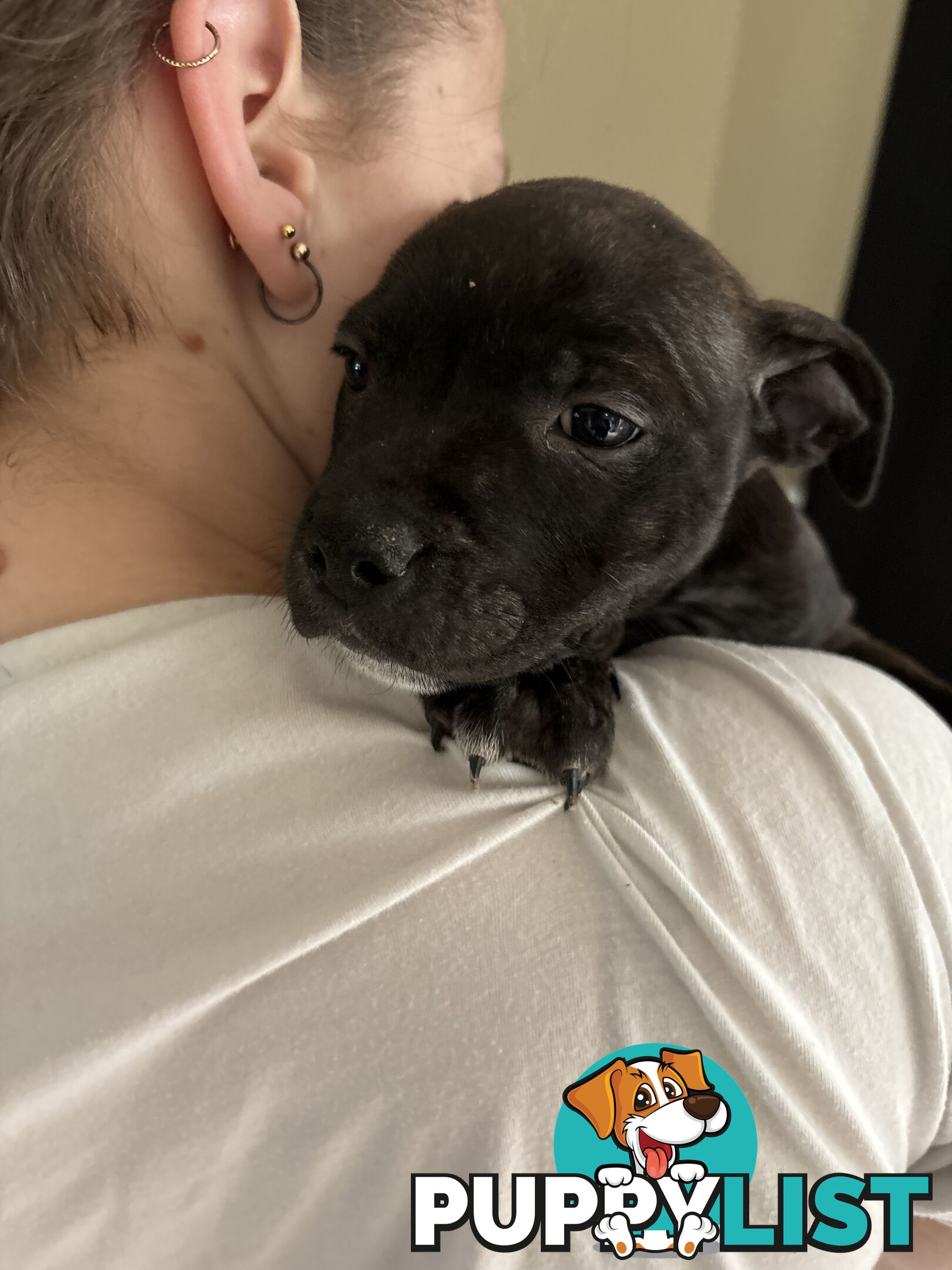6 purebred English staffy pups