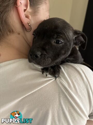 6 purebred English staffy pups