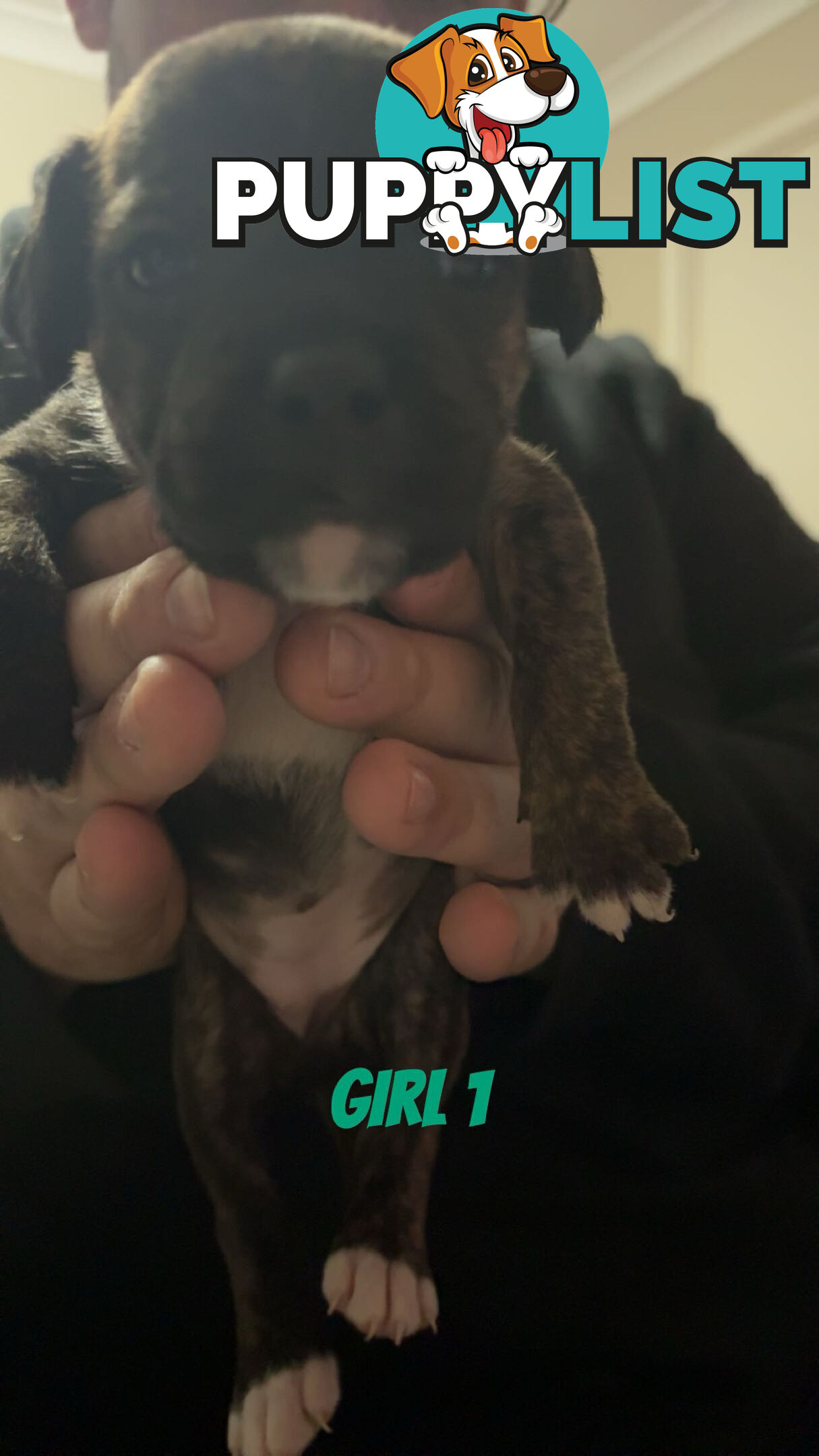 6 purebred English staffy pups