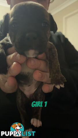 6 purebred English staffy pups