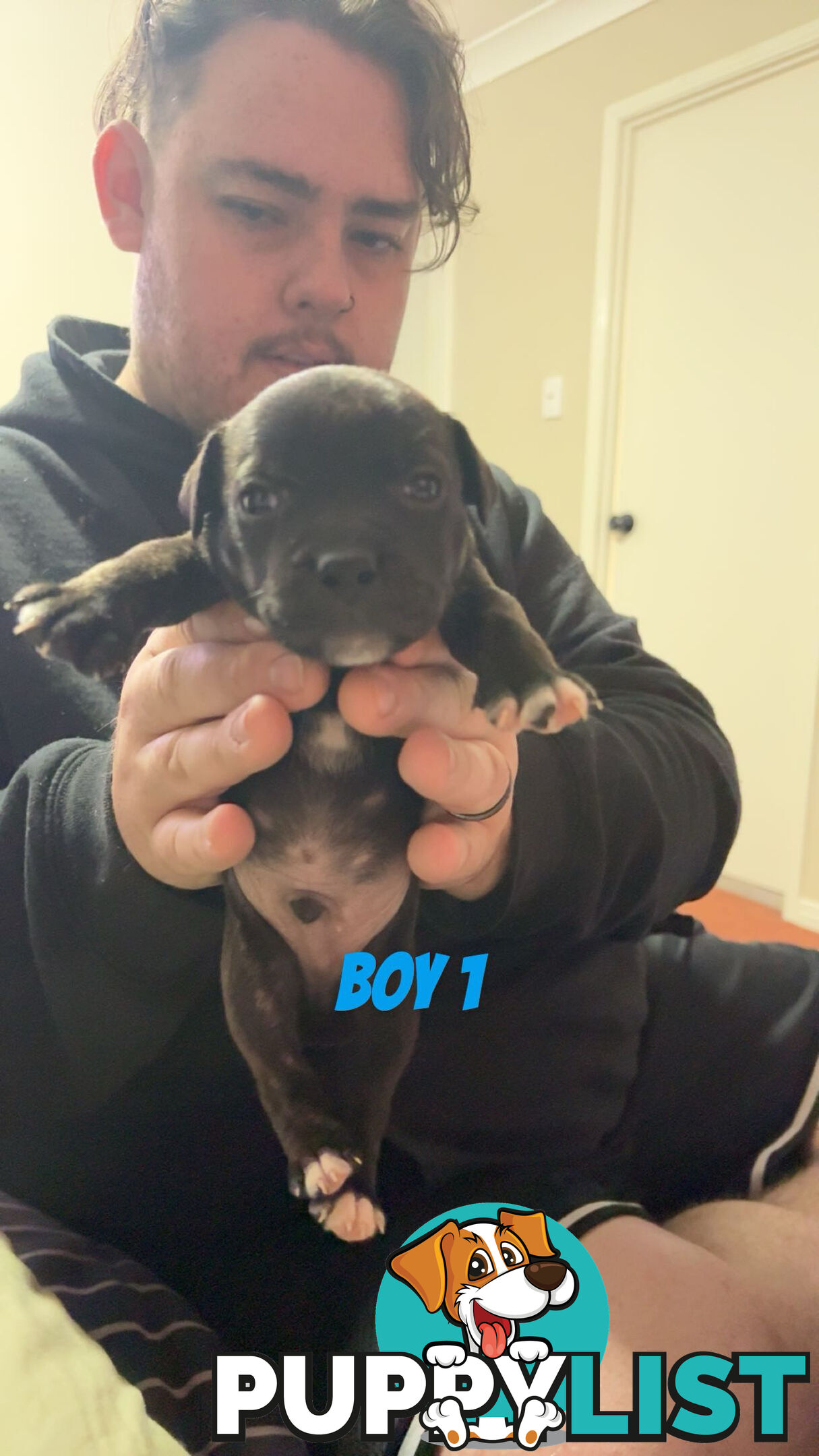 6 purebred English staffy pups