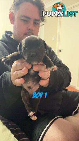 6 purebred English staffy pups