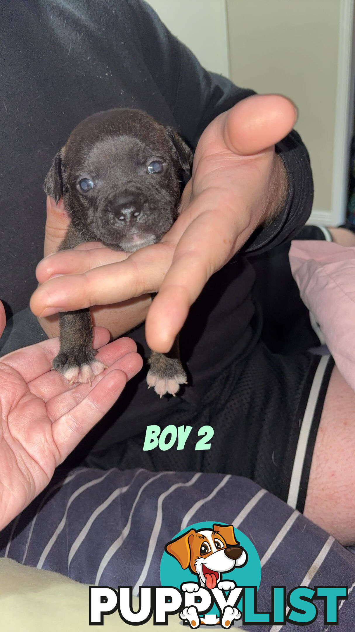 6 purebred English staffy pups