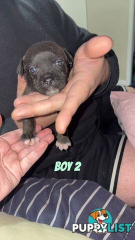 6 purebred English staffy pups