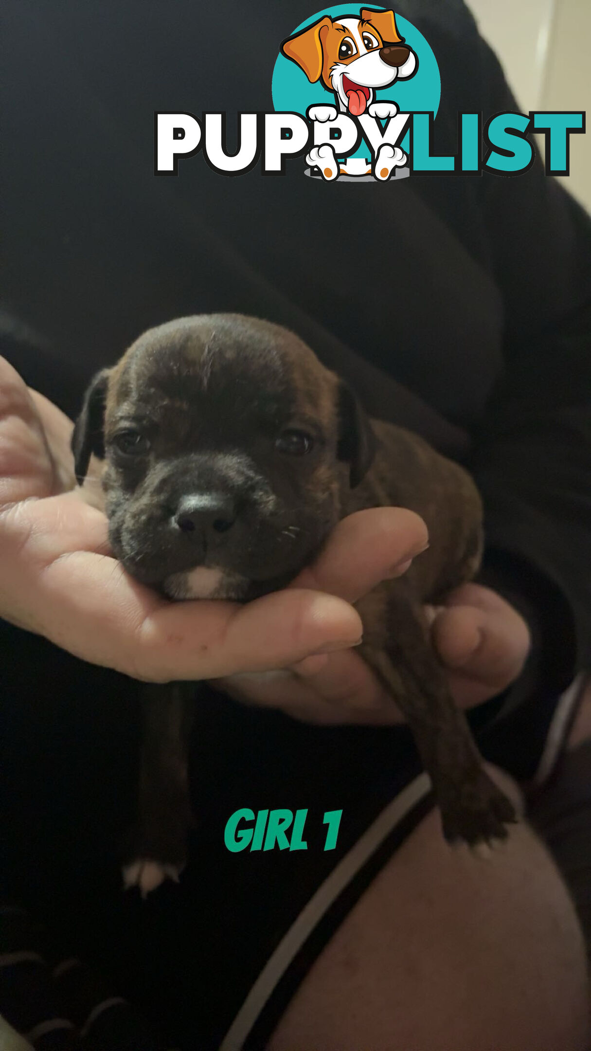 6 purebred English staffy pups