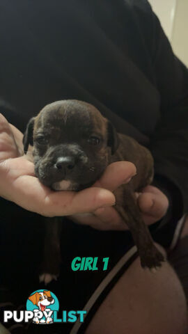 6 purebred English staffy pups