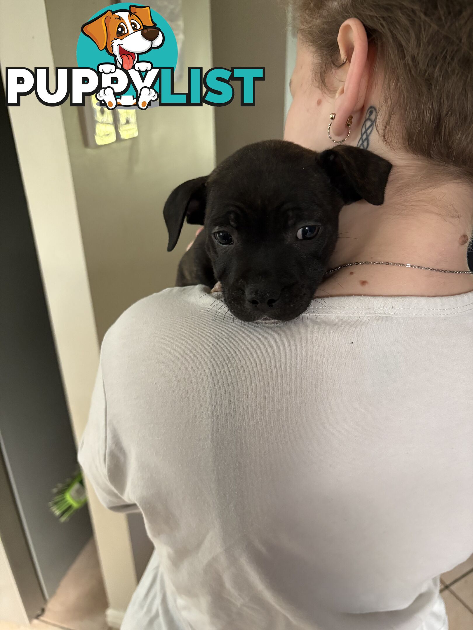 6 purebred English staffy pups