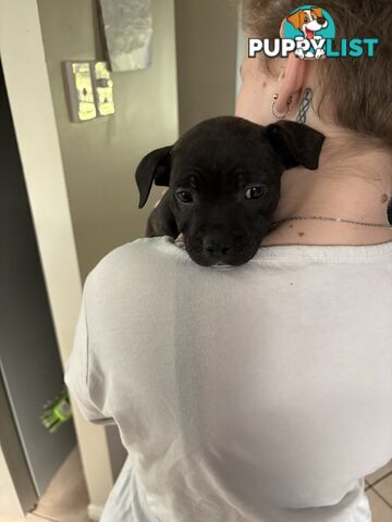 6 purebred English staffy pups