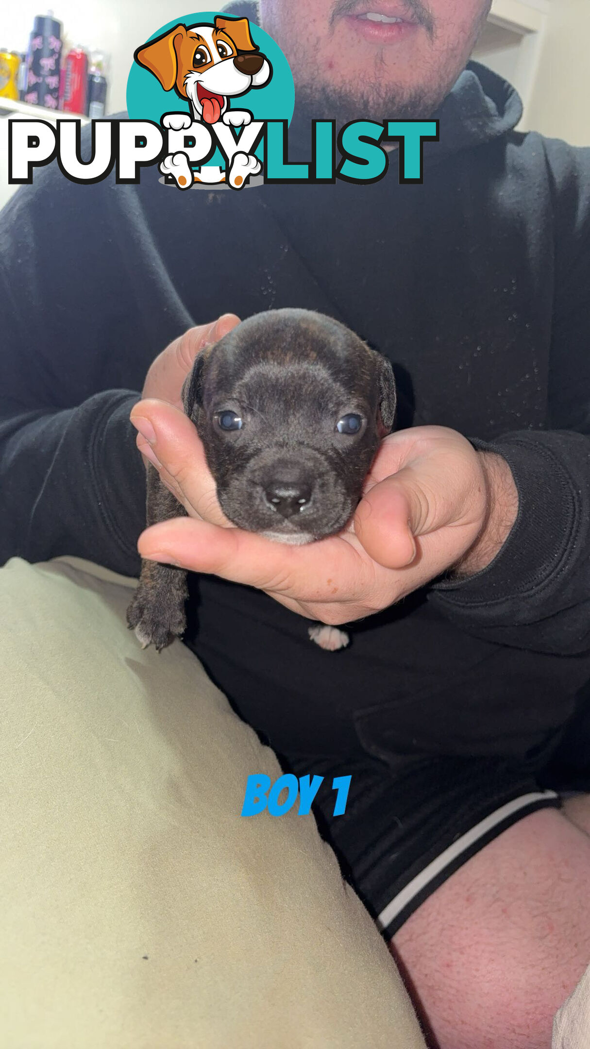 6 purebred English staffy pups