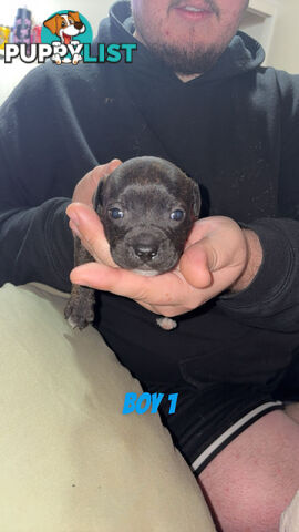 6 purebred English staffy pups