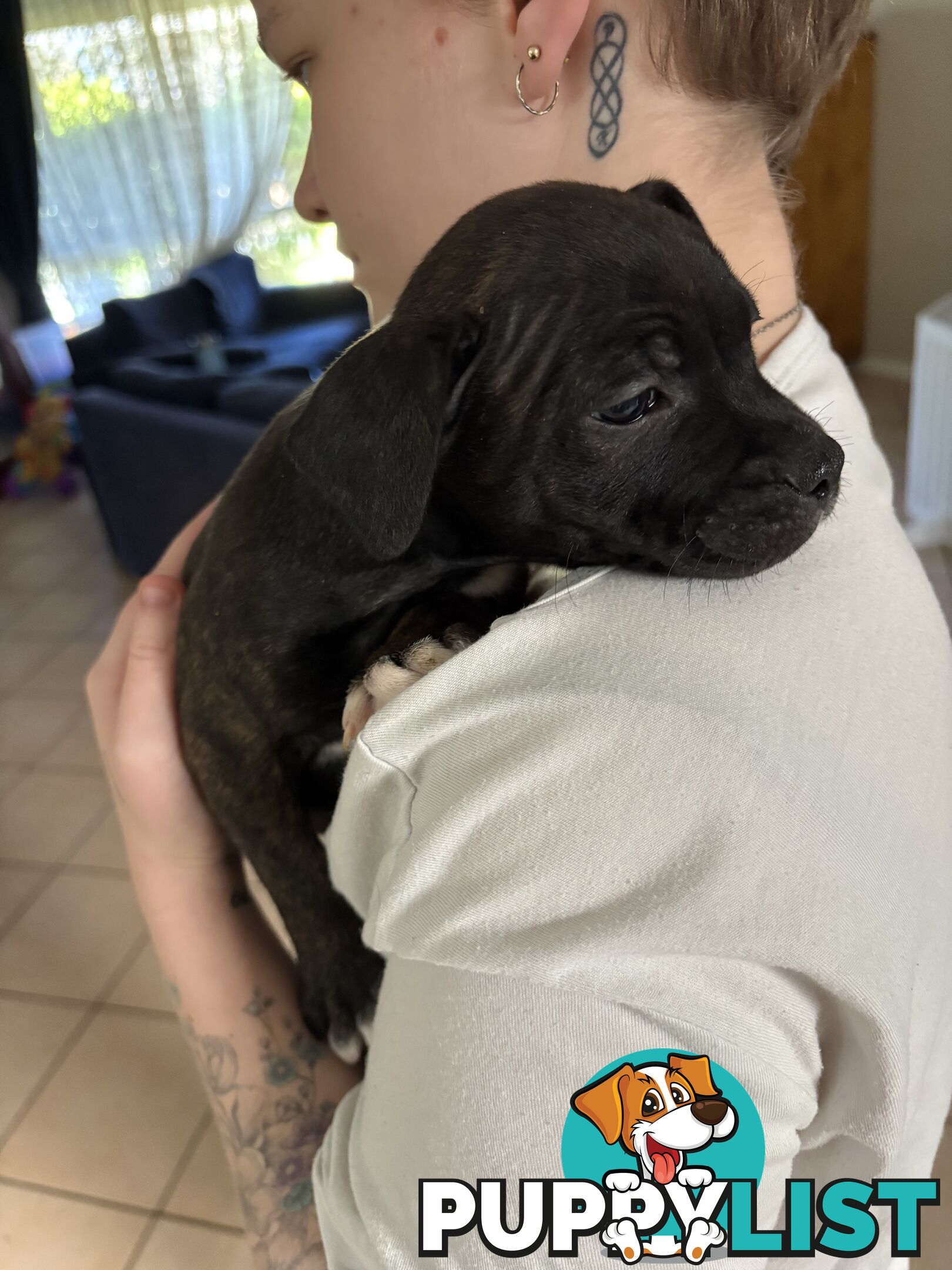6 purebred English staffy pups