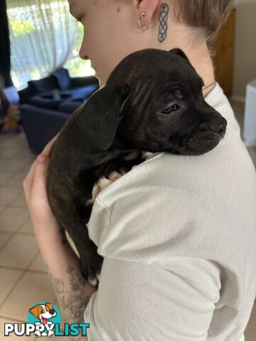 6 purebred English staffy pups