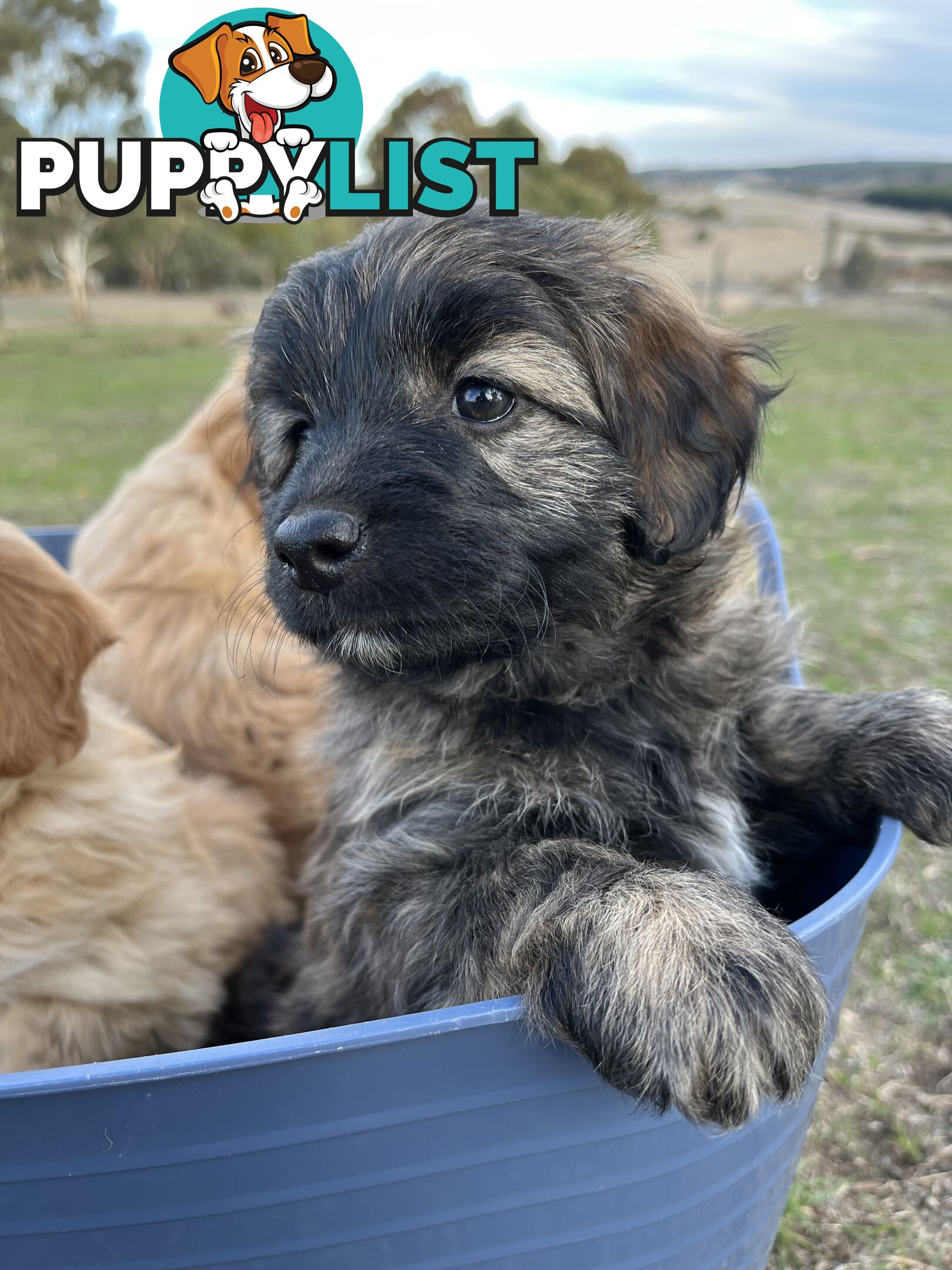 Gorgeous Bordoodle puppies