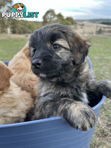 Gorgeous Bordoodle puppies