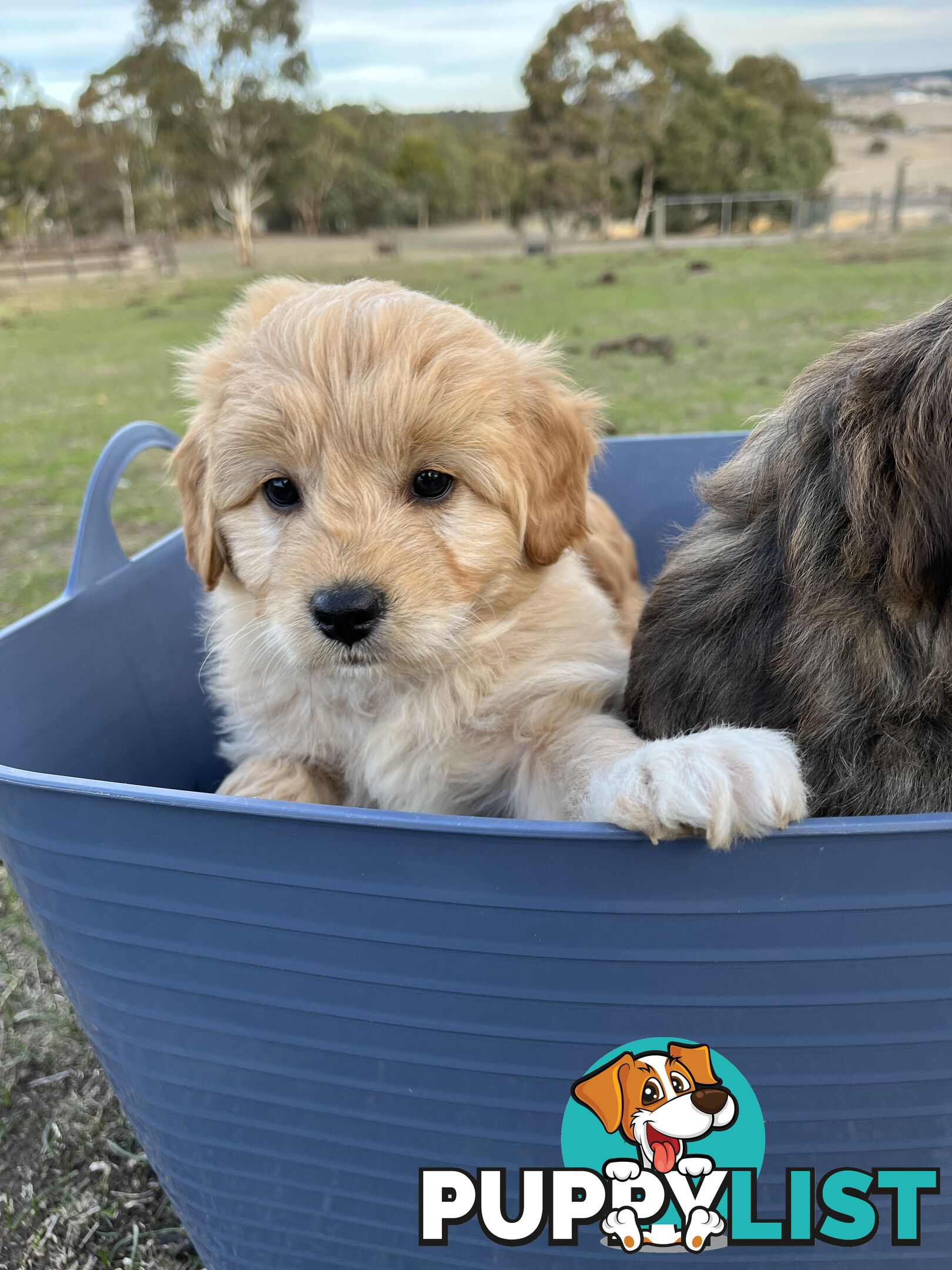 Gorgeous Bordoodle puppies