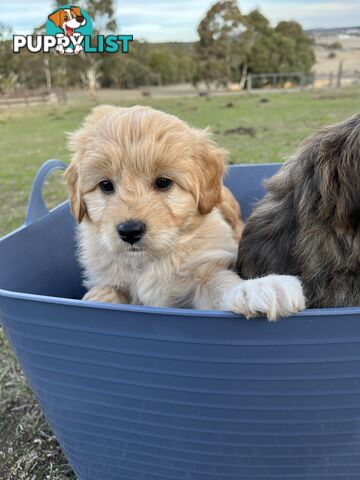 Gorgeous Bordoodle puppies