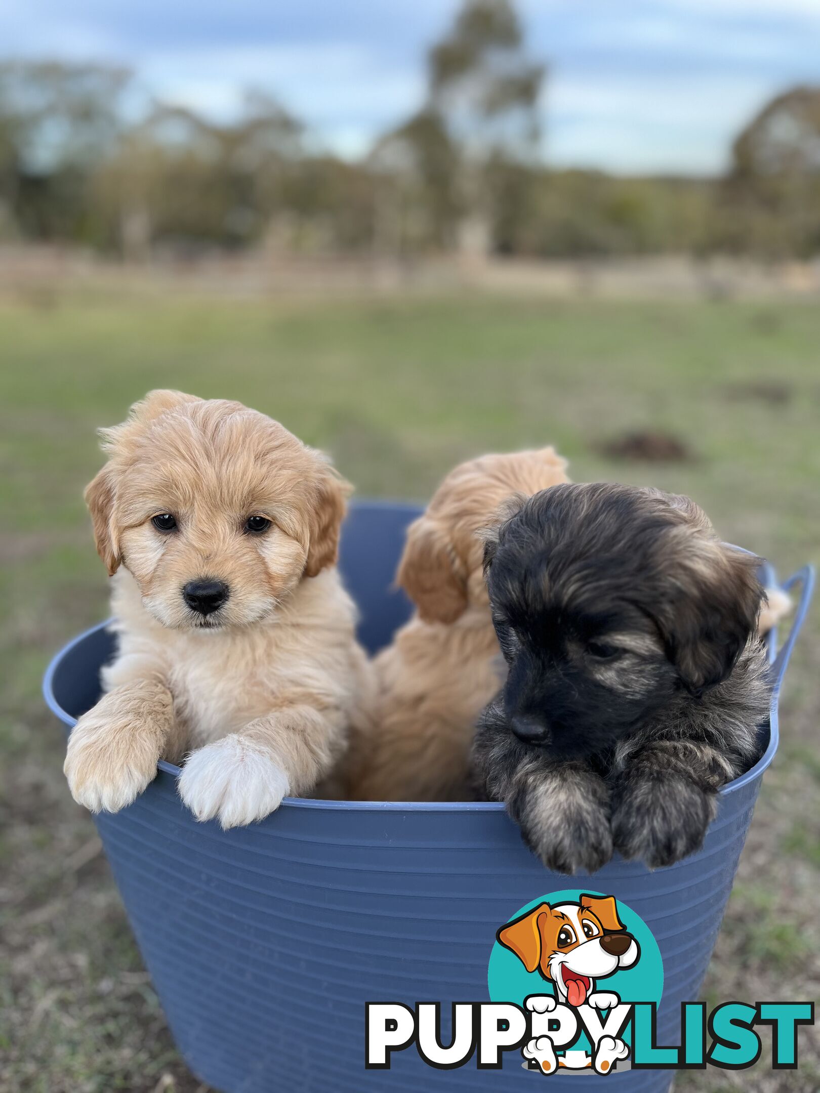 Gorgeous Bordoodle puppies