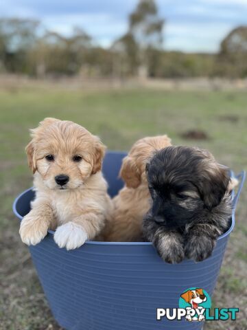 Gorgeous Bordoodle puppies