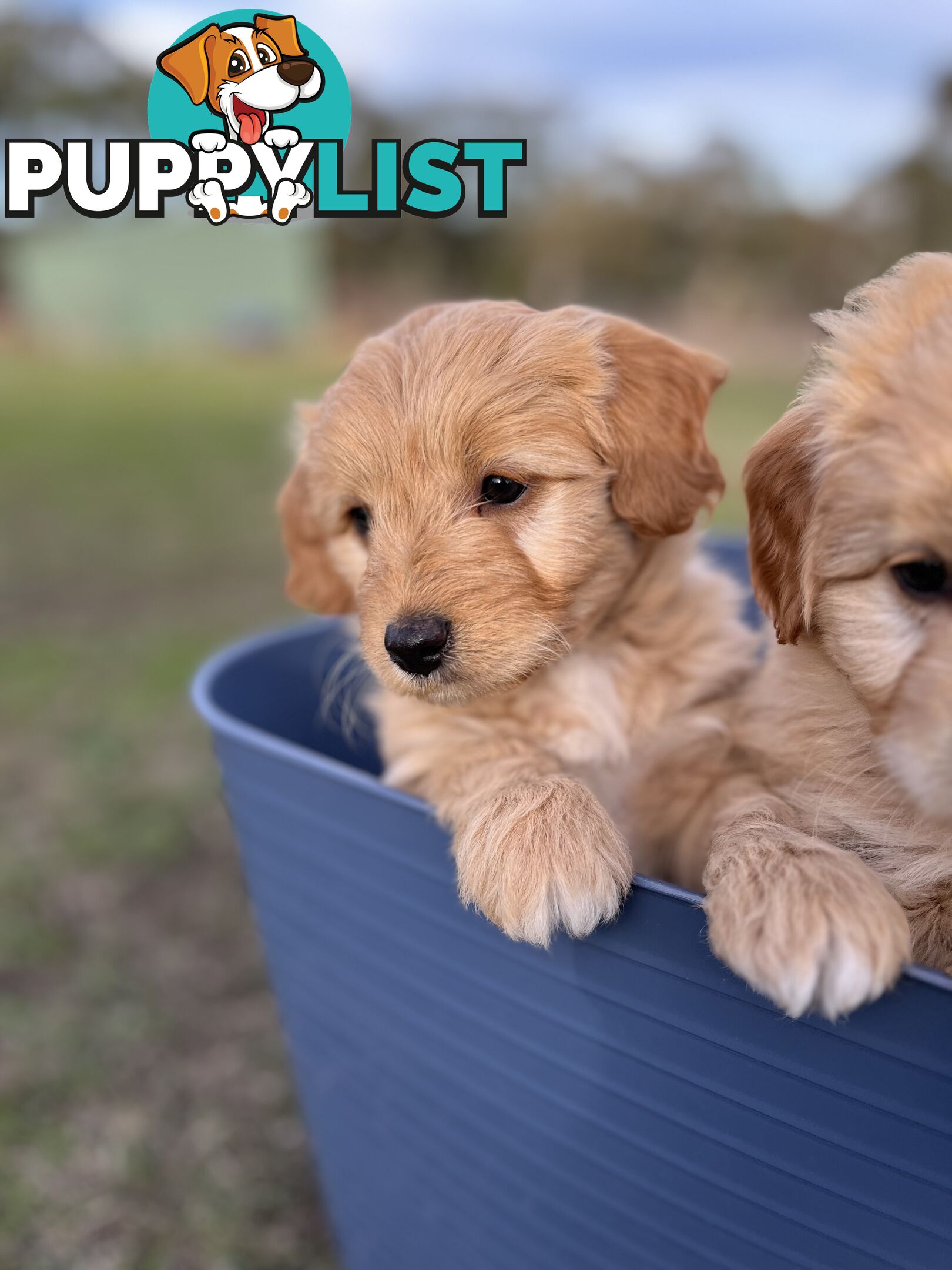 Gorgeous Bordoodle puppies