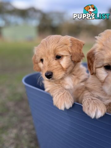 Gorgeous Bordoodle puppies