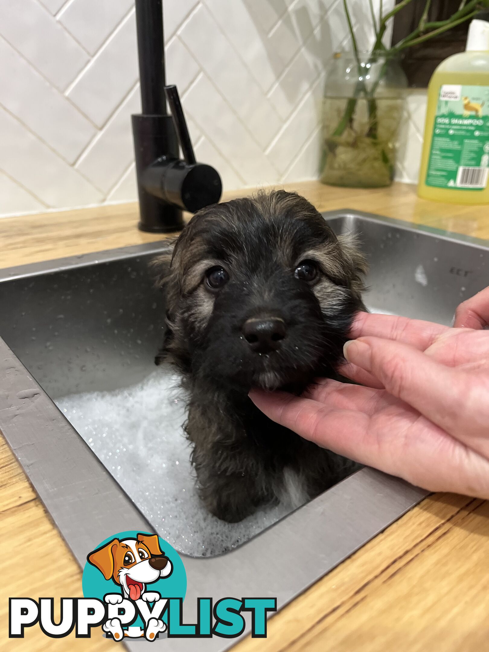 Gorgeous Bordoodle puppies