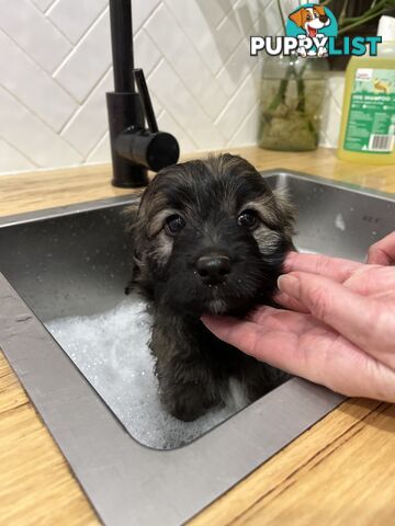 Gorgeous Bordoodle puppies