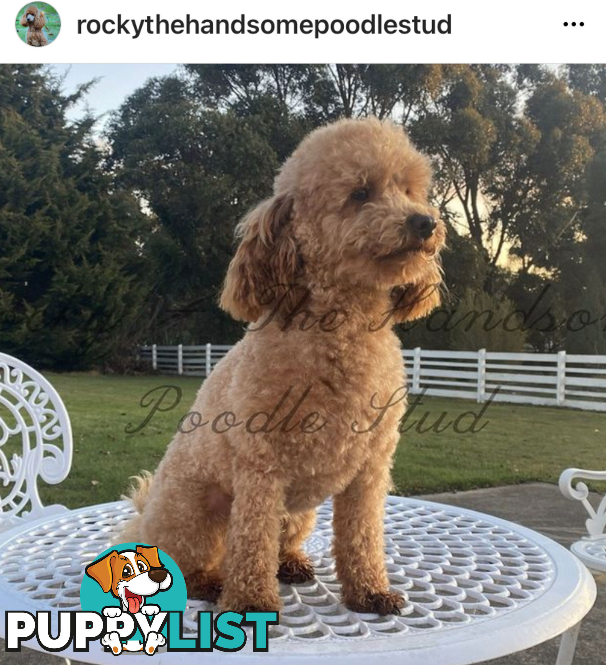 Gorgeous Bordoodle puppies